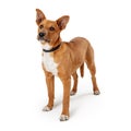 Cute listening pet dog mixed breed head up isolated
