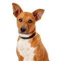 Cute listening pet dog mixed breed isolated