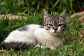 Cute litle kitten lying on the grass looking Royalty Free Stock Photo