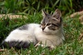 Cute litle kitten lying on the grass looking Royalty Free Stock Photo