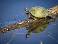 Cute litle turtle stetching and relaxing