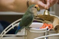 Pet Lovebird on Playgym