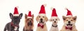 Cute litte puppies wearing santa claus hats Royalty Free Stock Photo