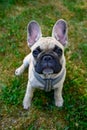 Cute littel French bulldog outside on lawn in garden