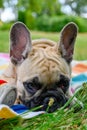 Cute littel French bulldog outside on lawn in garden