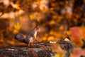 Cute littel squirrel. happy to be in the park