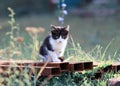 Cute little abandoned kitten sitting outside alone in grass on s Royalty Free Stock Photo