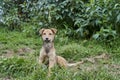 Cute, little, adorable puppy sitting on a green meadow and looking friendly. Royalty Free Stock Photo