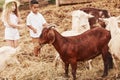 Cute little african american boy with european girl is on the farm with goats Royalty Free Stock Photo