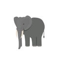 Cute little african elephant isolated on white. Baby animal african zoo vector illustration. Royalty Free Stock Photo