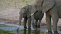 Cute little African elephant playing with the water aside his mother on Chobe River bank, Chobe National Park, Botswana. Royalty Free Stock Photo