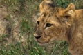 Little African Lion Cub in Zoo