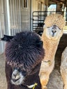 Two cute alpacas in pen at alpaca farm in Wisconsin