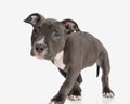 cute little american bully puppy looking away and walking