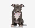 cute little american bully puppy wearing pink bandana and looking forward