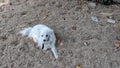 A cute little Amerikan Eskimo dog lying on the floor