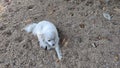 A cute little Amerikan Eskimo dog lying on the floor