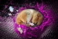 Cute little animal sleeping in violet blanket