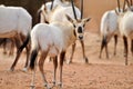 Arabian Oryx Royalty Free Stock Photo