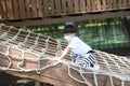 Cute little Asian boy climbing rope net and playing at the playground. Royalty Free Stock Photo