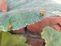 Cute Little Aulacophora Bug Insects On The Green Leaves Royalty Free Stock Photo