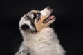 Adorable little Australian Shepard puppy looking up Royalty Free Stock Photo