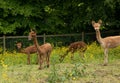 cute looking baby alpacas