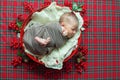 Cute little baby boy in a Christmas basket decorated with pine needles and red berries Royalty Free Stock Photo