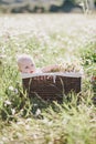 Cute little baby-boy sitting in a brown basket with chamomiles in a chamomile field Royalty Free Stock Photo