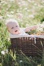 Cute little baby-boy sitting in a brown basket with chamomiles in a chamomile field Royalty Free Stock Photo