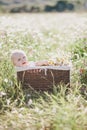 Cute little baby-boy sitting in a brown basket with chamomiles in a chamomile field Royalty Free Stock Photo