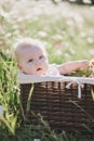 Cute little baby-boy sitting in a brown basket with chamomiles in a chamomile field Royalty Free Stock Photo