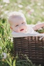 Cute little baby-boy sitting in a brown basket with chamomiles in a chamomile field Royalty Free Stock Photo