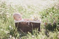 Cute little baby-boy sitting in a brown basket with chamomiles in a chamomile field Royalty Free Stock Photo