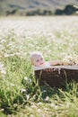 Cute little baby-boy sitting in a brown basket with chamomiles in a chamomile field Royalty Free Stock Photo