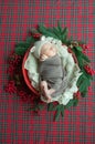 Cute little baby boy in a teddy hat in a Christmas basket decorated with pine needles and red berries Royalty Free Stock Photo
