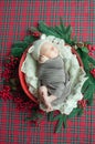 Cute little baby boy in a teddy hat in a Christmas basket decorated with pine needles and red berries Royalty Free Stock Photo