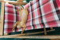 Cute little baby cat /kitty/ kitten play on Folding beds Royalty Free Stock Photo