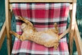 Cute little baby cat / kitty/ kitten play on Folding beds Royalty Free Stock Photo