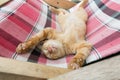 Cute little baby cat / kitty / kitten play on Folding beds Royalty Free Stock Photo