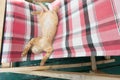 Cute little baby cat / kitty / kitten play on Folding beds Royalty Free Stock Photo