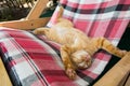 Cute little baby cat / kitty / kitten play on Folding beds Royalty Free Stock Photo