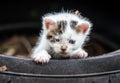 Cute Little Baby Cat Royalty Free Stock Photo