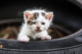 Cute Little Baby Cat Royalty Free Stock Photo