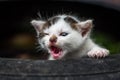 Cute Little Baby Cat Royalty Free Stock Photo