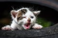 Cute Little Baby Cat Royalty Free Stock Photo