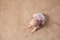 Cute little baby crawling on carpet indoors Royalty Free Stock Photo