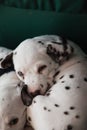 Cute, little baby Dalmatian puppy dog