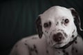 Cute, little baby Dalmatian puppy dog Royalty Free Stock Photo