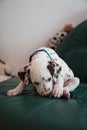 Cute, little baby Dalmatian puppy dog